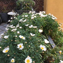 garten in grün-weß