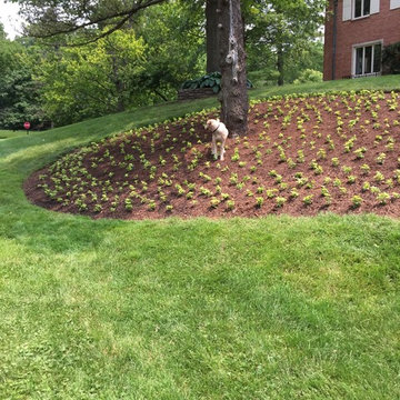 pachysandra bed