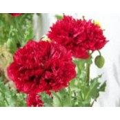 Barbara Larson's photo