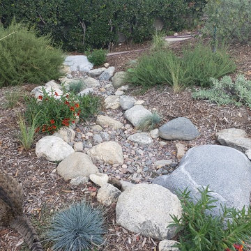 FRONT YARD: CA Native backyard