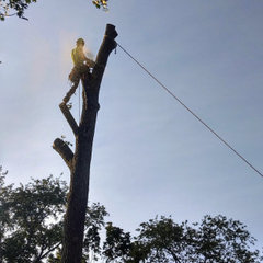 Tree ReLeaf