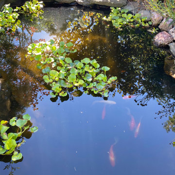 Ponds