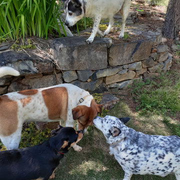 Pet friendly landscape