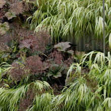 Plants