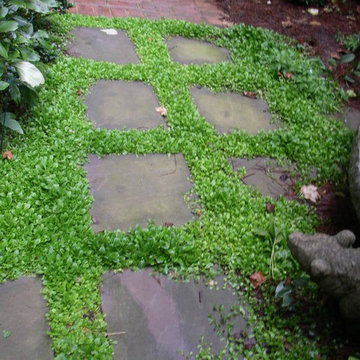 Mazus ground cover between stepping stones blooms blue in spring
