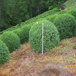 Boxwood - Products