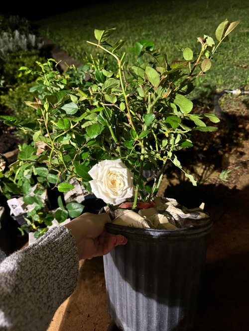 For anyone interested on Delta Gamma Heritage rose from ARE | Houzz Forum