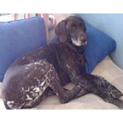 Deborah Seago's photo