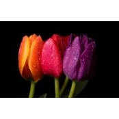 Audra Oliver's photo
