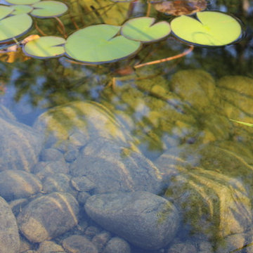 Goldcrest Pond