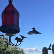 Terri Dillon's photo