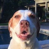Pinto English Pointer Hamilton's photo