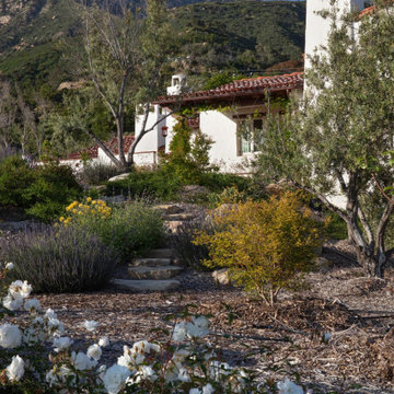 Montecito Phoenix rise from the ashes