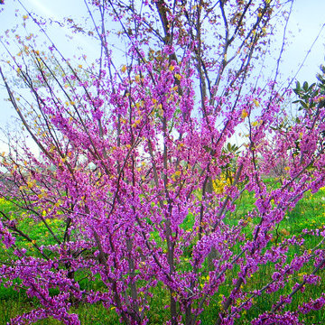 The Native Eastern Redbud