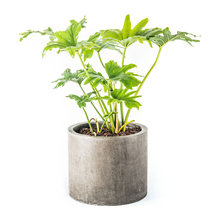 Indoor Planters
