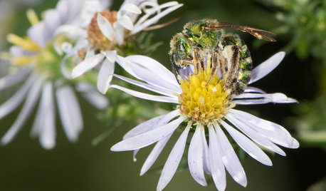 Look for Metallic Green Sweat Bees Visiting Your Garden This Fall
