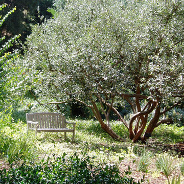 Drought-tolerant Mediterranean