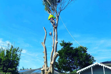 Tree care services