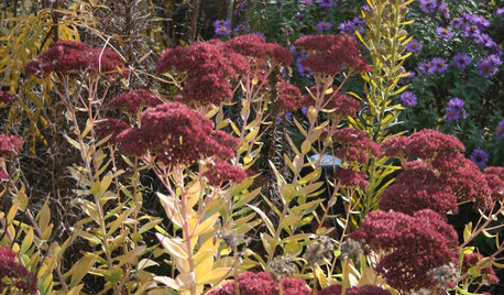 8 Perennials for Great Fall Color