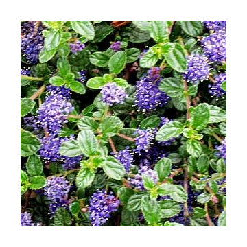 Plants I Really Like