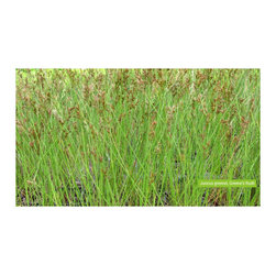 Native Plants - Products