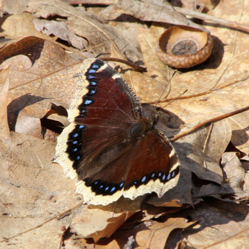 Butterflies