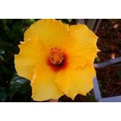 Paula Sylvester's photo