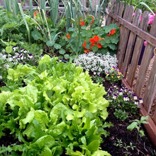 garden yard