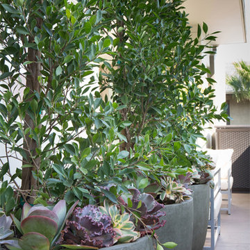 Contemporary Pasadena Condo Patio