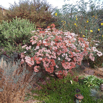 Great Design Plant: Eriogonum arborescens