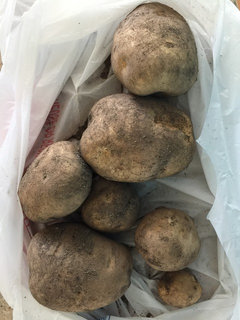 How We Grew Potatoes in Sacks (+ How To Do It Better Than We Did)