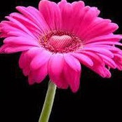 Foto von Rosemary Hobb
