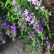 Sylvia K's photo