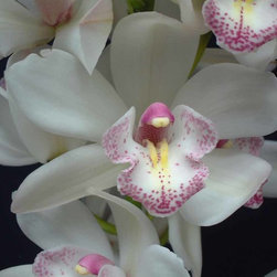 orchids - Products