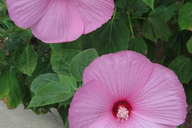 Design ideas for a landscaping in Detroit.