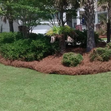 Pine Straw Landscape