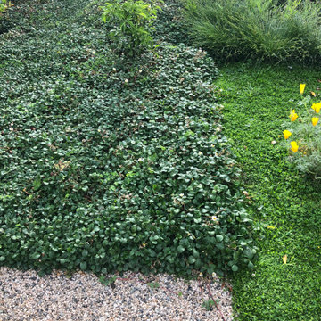 Groundcovers not Grass