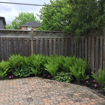 Ferns & Hostas Perfect Match!