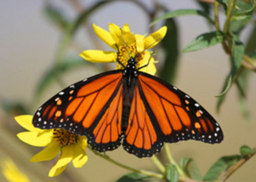 Help Save The Monarch Butterflies