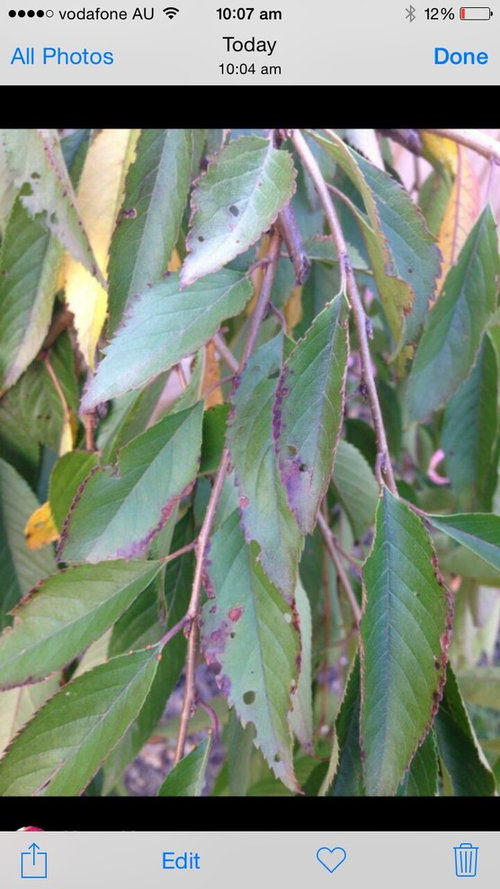 Weeping cherry shrivelled brown leaves