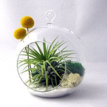 tillandsia