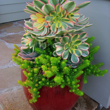 Seaside drought tolerant landscape design
