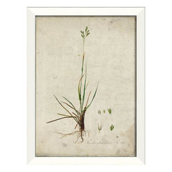 The Artwork Factory - Botanical III Framed Artwork - Prints And Posters