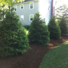 hemlock hedge