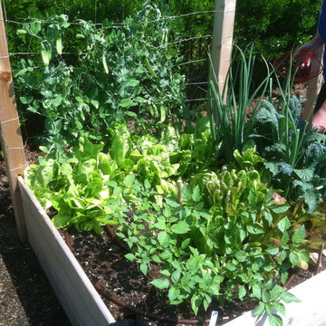 Vegetable & Herb Gardens