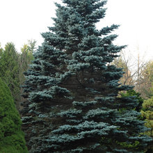 gardening ideas for yard landscape