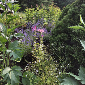 Spider flower and Baby's Breath