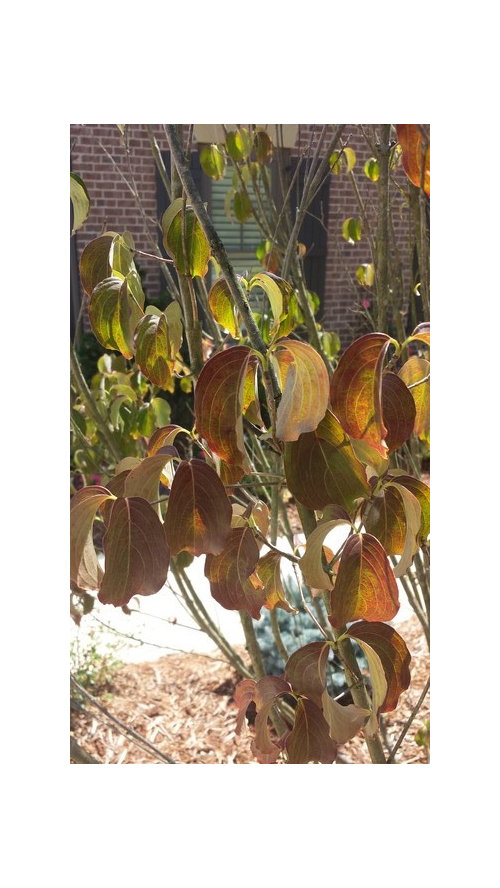 My Kousa Dogwood leaves turning purple/Brown.