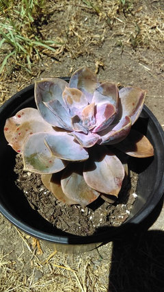 faux succulents unpotted 11 Pcs Mini Artificial Succulents Picks Unpotted Faux Succulent Assort   Lasercutwraps Shop