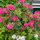 HouzzUser-929662381
